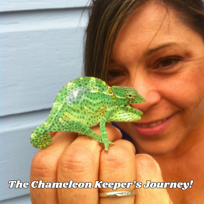Chameleon Breeder Podcast With Bill Strand