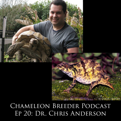 Chameleon Breeder Podcast With Bill Strand