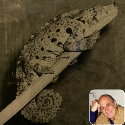 Chameleon Breeder Podcast With Bill Strand