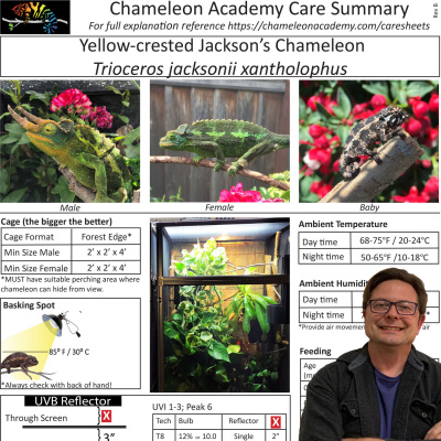 Chameleon Breeder Podcast With Bill Strand