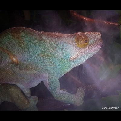 Chameleon Breeder Podcast With Bill Strand