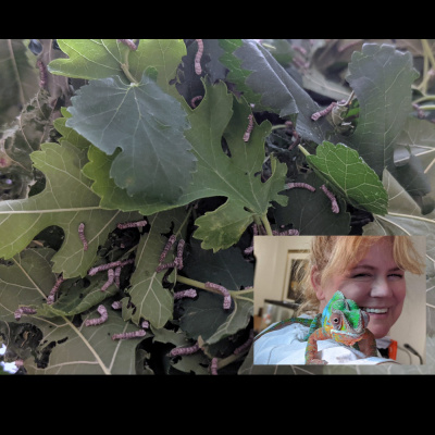 Chameleon Breeder Podcast With Bill Strand