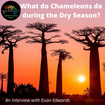 Chameleon Breeder Podcast With Bill Strand