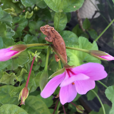 Chameleon Breeder Podcast With Bill Strand