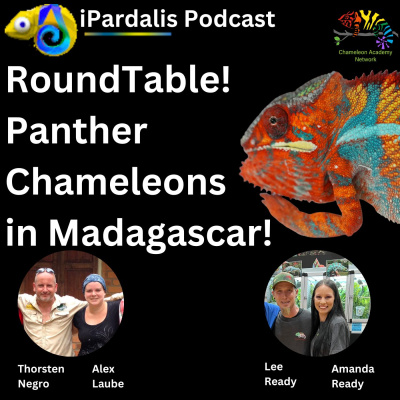 Chameleon Breeder Podcast With Bill Strand