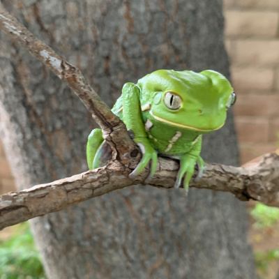 Chameleon Breeder Podcast With Bill Strand