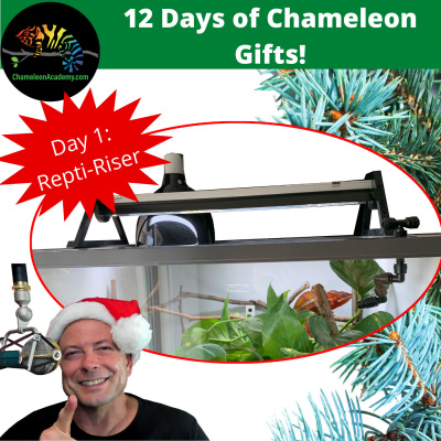Chameleon Breeder Podcast With Bill Strand