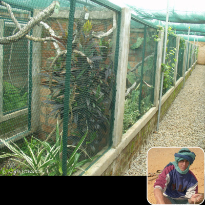 Chameleon Breeder Podcast With Bill Strand