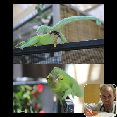 Chameleon Breeder Podcast With Bill Strand