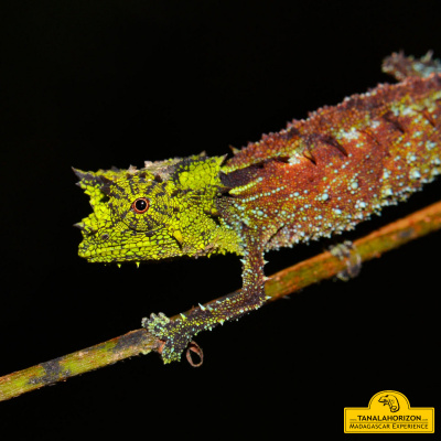 Chameleon Breeder Podcast With Bill Strand