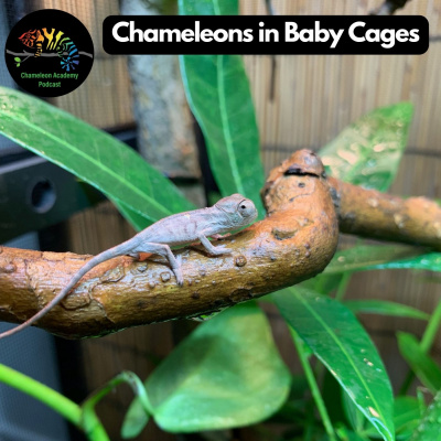 Chameleon Breeder Podcast With Bill Strand