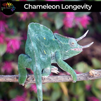 Chameleon Breeder Podcast With Bill Strand