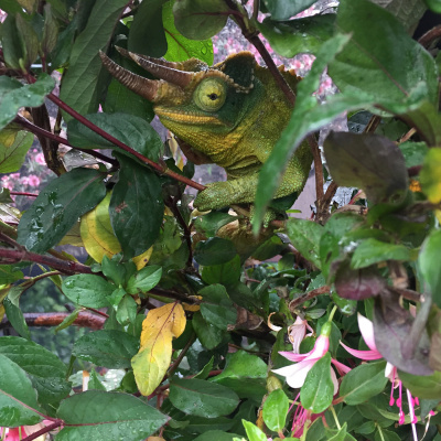 Chameleon Breeder Podcast With Bill Strand