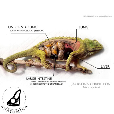 Chameleon Breeder Podcast With Bill Strand