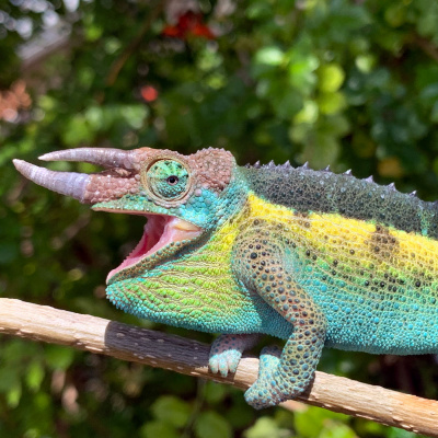 Chameleon Breeder Podcast With Bill Strand