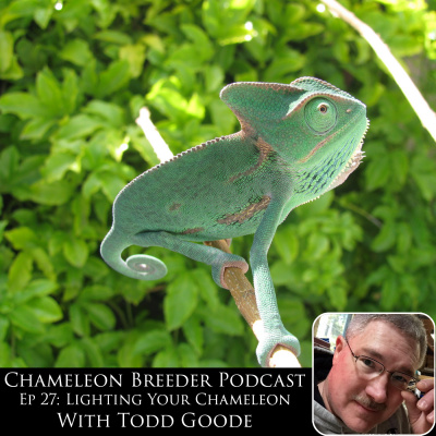 Chameleon Breeder Podcast With Bill Strand