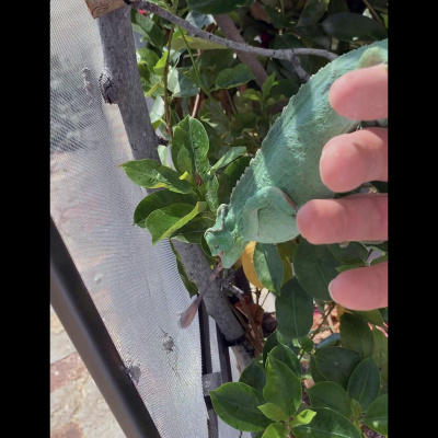 Chameleon Breeder Podcast With Bill Strand