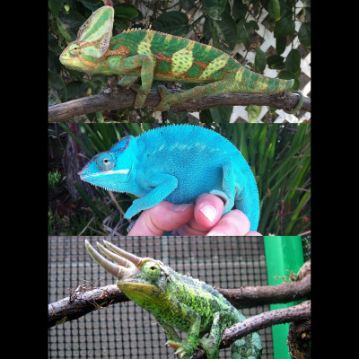 Chameleon Breeder Podcast With Bill Strand