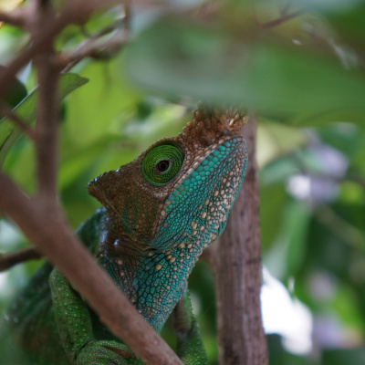 Chameleon Breeder Podcast With Bill Strand
