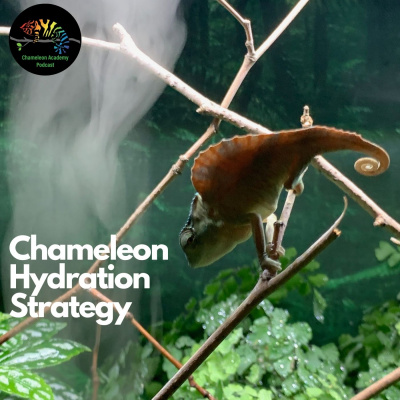 Chameleon Breeder Podcast With Bill Strand