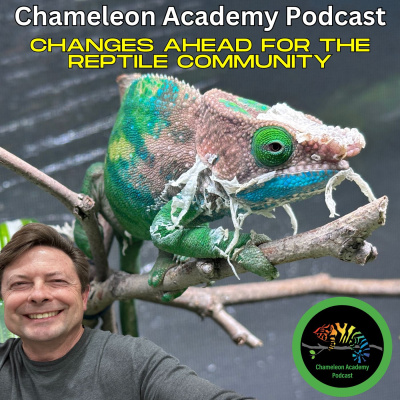 Chameleon Breeder Podcast With Bill Strand