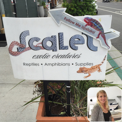 Chameleon Breeder Podcast With Bill Strand