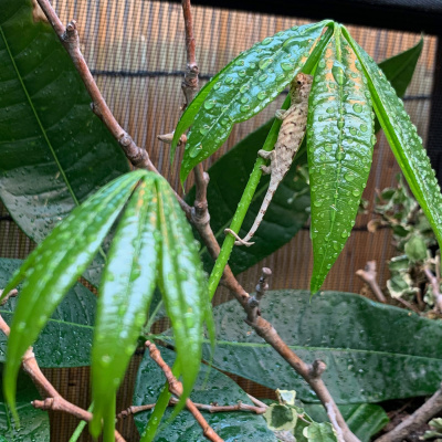 Chameleon Breeder Podcast With Bill Strand