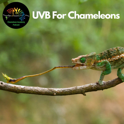 Chameleon Breeder Podcast With Bill Strand