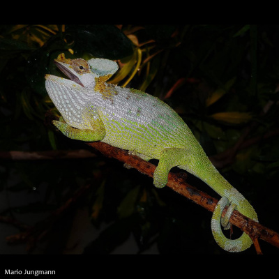 Chameleon Breeder Podcast With Bill Strand