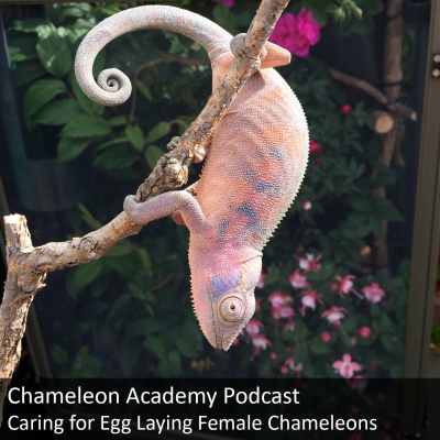 Chameleon Breeder Podcast With Bill Strand