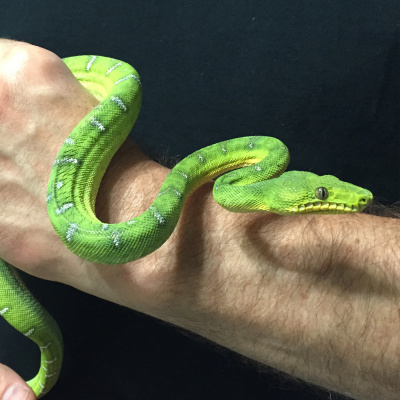 Chameleon Breeder Podcast With Bill Strand