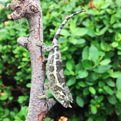 Chameleon Breeder Podcast With Bill Strand