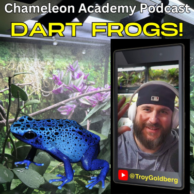 Chameleon Breeder Podcast With Bill Strand