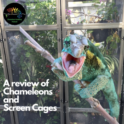 Chameleon Breeder Podcast With Bill Strand