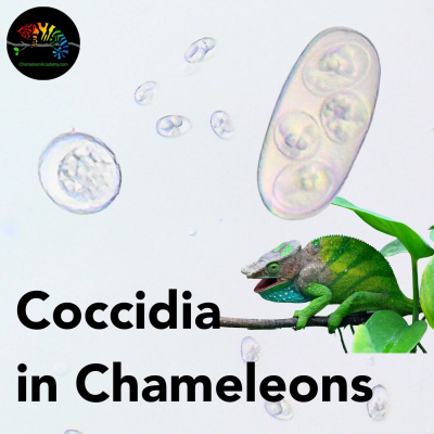 Chameleon Breeder Podcast With Bill Strand