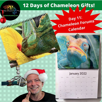 Chameleon Breeder Podcast With Bill Strand