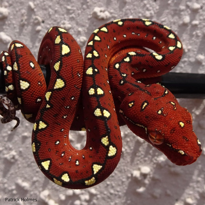 Chameleon Breeder Podcast With Bill Strand