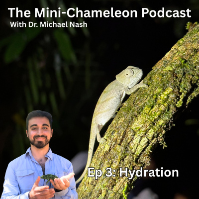 Chameleon Breeder Podcast With Bill Strand