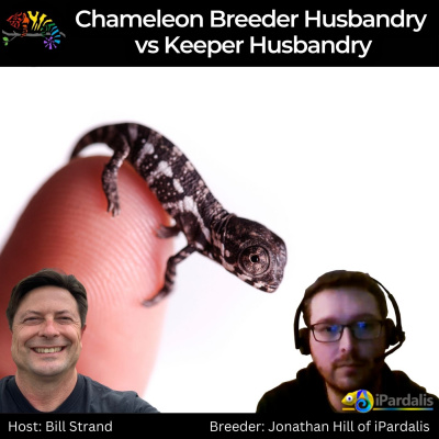 Chameleon Breeder Podcast With Bill Strand