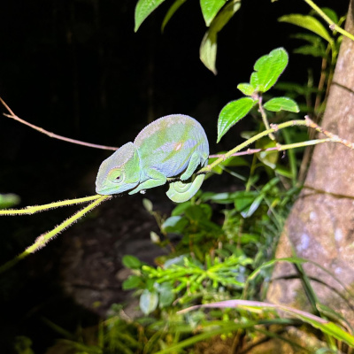 Chameleon Breeder Podcast With Bill Strand