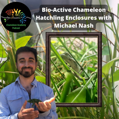 Chameleon Breeder Podcast With Bill Strand