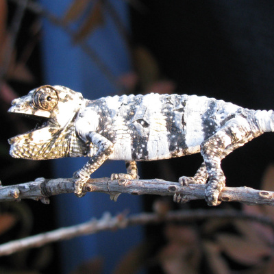 Chameleon Breeder Podcast With Bill Strand