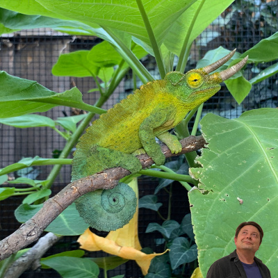 Chameleon Breeder Podcast With Bill Strand