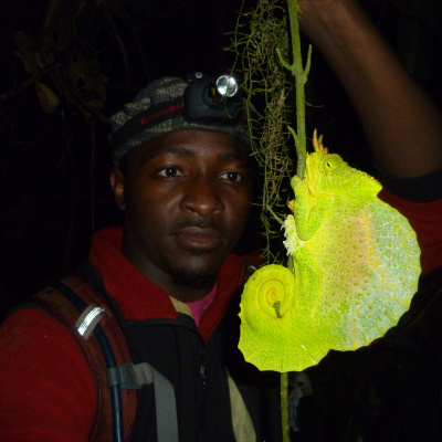 Chameleon Breeder Podcast With Bill Strand