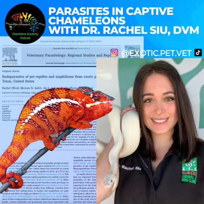 Chameleon Breeder Podcast With Bill Strand