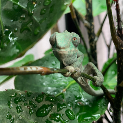 Chameleon Breeder Podcast With Bill Strand