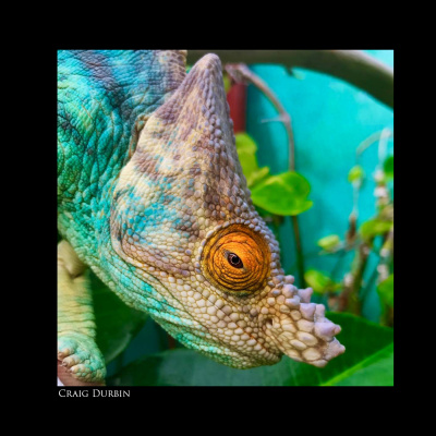 Chameleon Breeder Podcast With Bill Strand