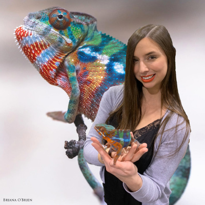 Chameleon Breeder Podcast With Bill Strand