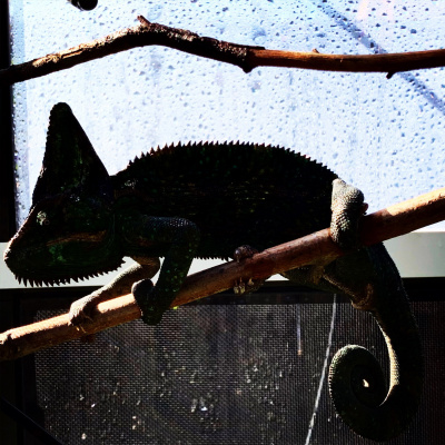 Chameleon Breeder Podcast With Bill Strand