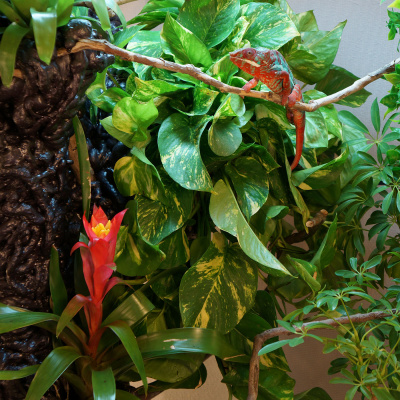 Chameleon Breeder Podcast With Bill Strand